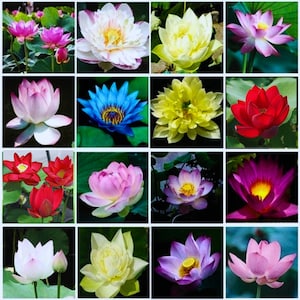 30 Mixed Lotus Seeds (Precut) Excellent Water Feature Bonsai Mixed Color Water Lily Flower Plant Fresh Garden Seeds