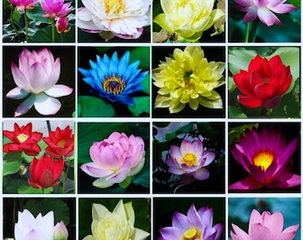 Nelumbo nucifera Mélange de graines | Haricot égyptien | Lotus sacré | | Germination testée