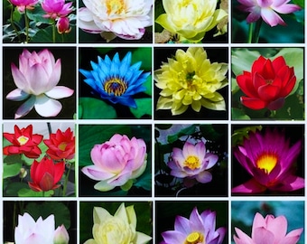 20-30 Semillas de loto mixtas Semillas de bonsái de loto, Nelumbo nucifera rosa, para cultivar en estanque o cuenco de agua