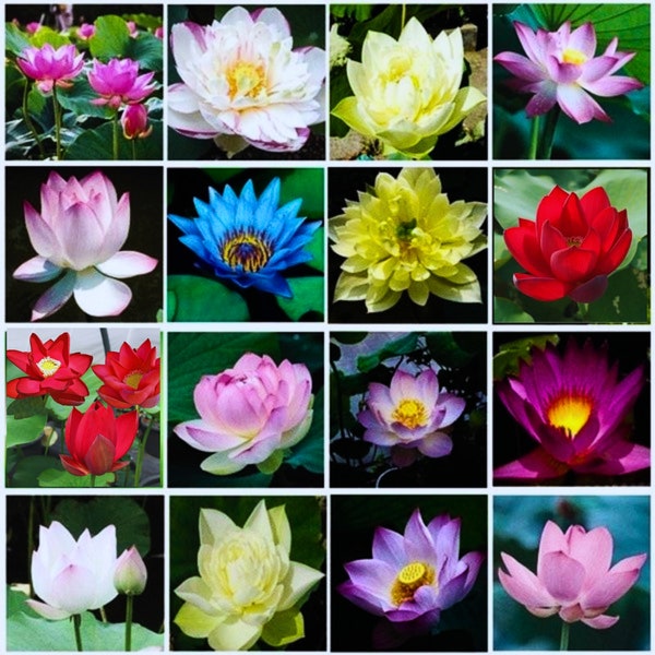 20-30 gemischte Lotussamen Lotus Bonsaisamen, rosa Nelumbo Nucifera, für den Anbau im Teich oder in der Wasserschüssel