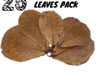 25x Cattapa Indian Almond Leaves For tanks Freshwater Shrimp, Betta Fish, For Tropical Fish Aquariums & Terrariums