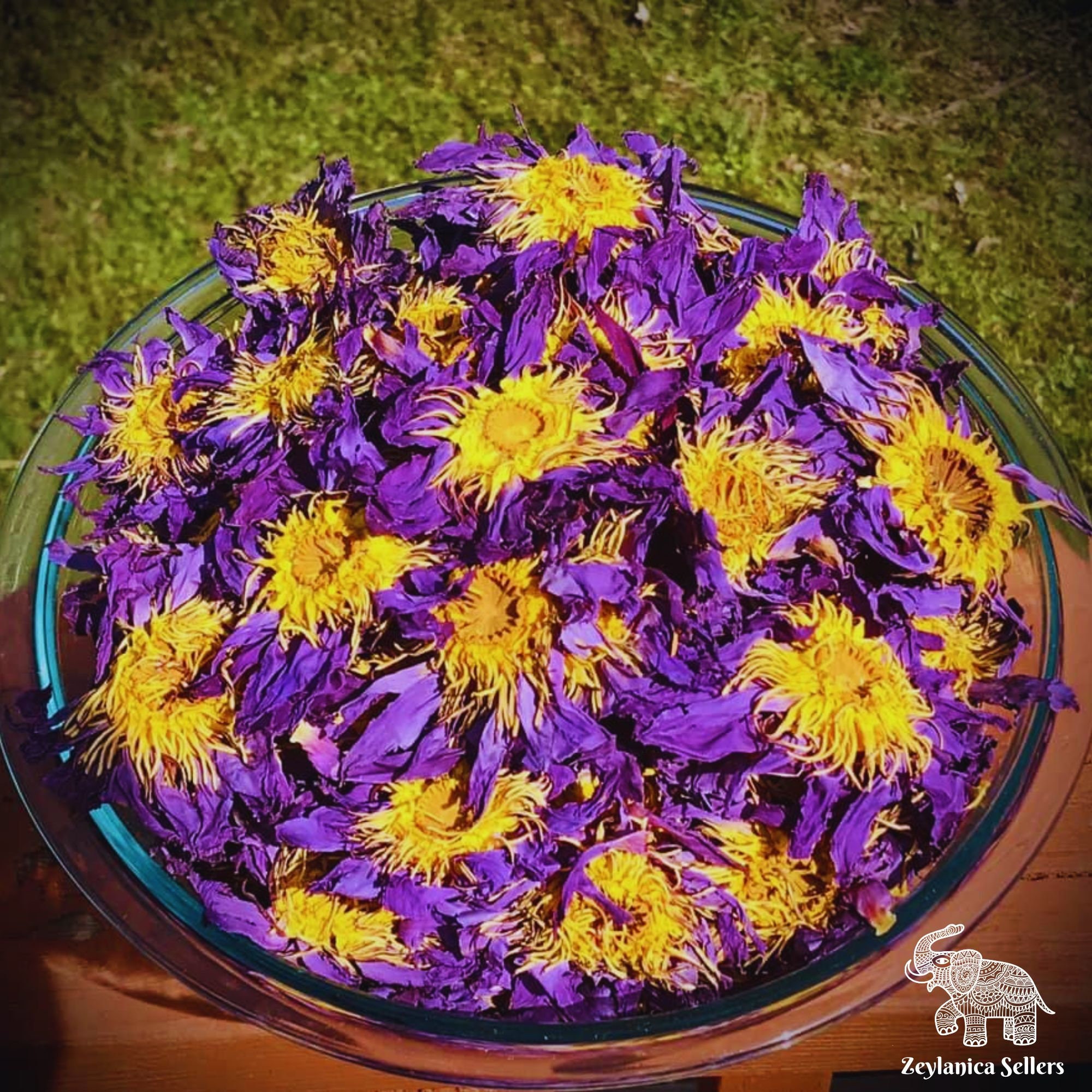 egyptian-blue-lotus-flowers-nymphaea-caerulea-100-organic-whole