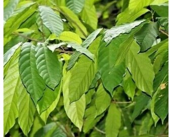 1000+ COCOA LEAVES 100% Pure Organic Dried Ceylon Hight Quality Fresh Leaf, Free Shipping, Select Leaves Amount