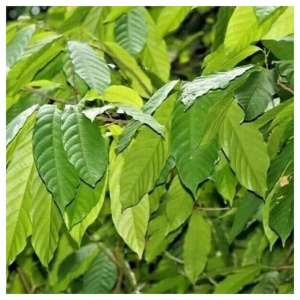 1000+ COCOA LEAVES 100% Pure Organic Dried Ceylon Hight Quality Fresh Leaf, Free Shipping, Select Leaves Amount
