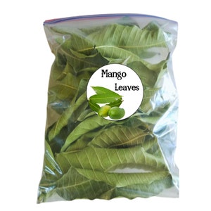 Mango Leaves, herbs leaves for tea, Free Shipping