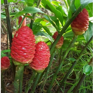 Shampoo Ginger Rhizomes, Zingiber zerumbet, Pine Cone Ginger Plant, Free Offer image 5