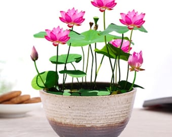 Semillas de loto mixtas, Nelumbo nucifera rosa, planta de estanque de bonsái
