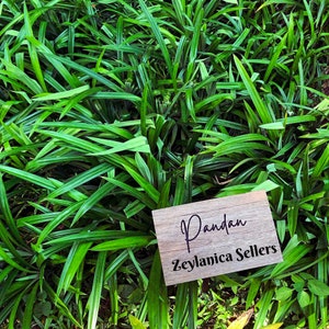 #Pandan Leaves, #Hojas de Pandan, #Feuilles de Pandan, #Pandanblätter, #Foglie di Pandan, #Folhas de Pandan, #Pandanbladeren, #Листья пандана,  #班兰叶 , #パンダンの葉, #판단잎, #ใบเตย, #Daun Pandan, #Lá lá dứa