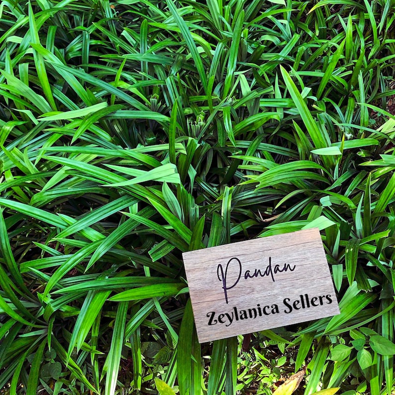 #Pandan Leaves, #Hojas de Pandan, #Feuilles de Pandan, #Pandanblätter, #Foglie di Pandan, #Folhas de Pandan, #Pandanbladeren, #Листья пандана,  #班兰叶 , #パンダンの葉, #판단잎, #ใบเตย, #Daun Pandan, #Lá lá dứa