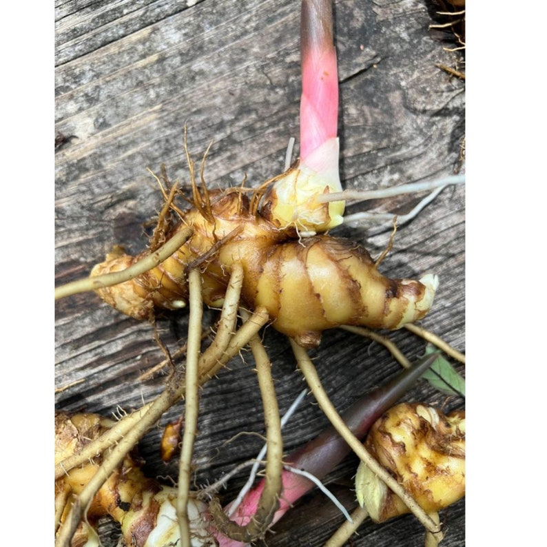 Shampoo Ginger Rhizomes, Zingiber zerumbet, Pine Cone Ginger Plant, Free Offer image 7