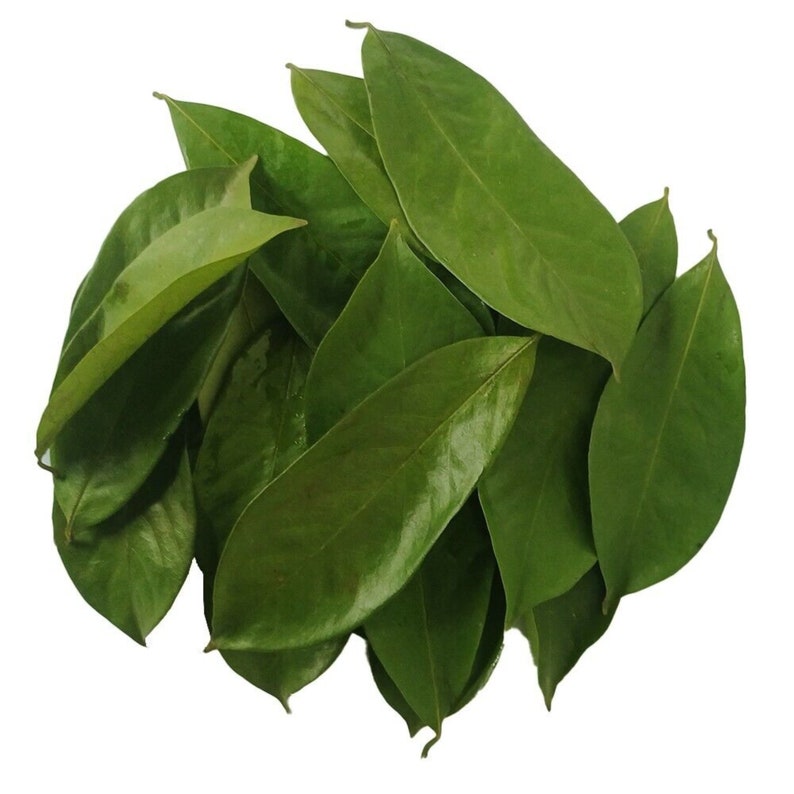 100+ Soursop Leaves, Dried Annona muricata, Guanabana leaf, Free Shipping, Select Leaves Amount