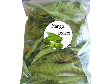 1000+ Mango Leaves, herbs leaves for tea, Free Shipping, Select Leaves Amount