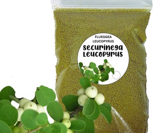 Wild-Harvested Securinega Leucopyrus Powder
