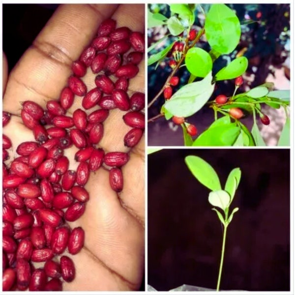 Erythroxylum Novogranatense 25 Seeds Budget Pack High Quality Organic Best Germination