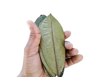 100+ Soursop Leaves, Dried Annona muricata, Guanabana leaf, Free Shipping, Select Leaves Amount