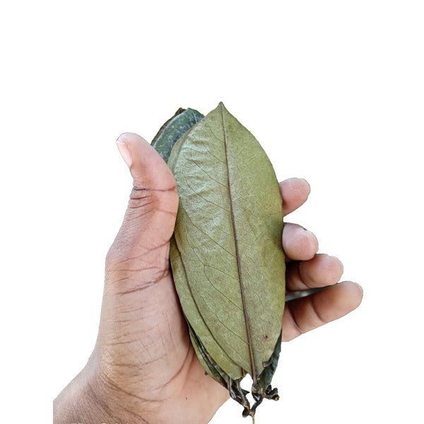 100+ Soursop Leaves, Dried Annona muricata, Guanabana leaf, Free Shipping, Select Leaves Amount