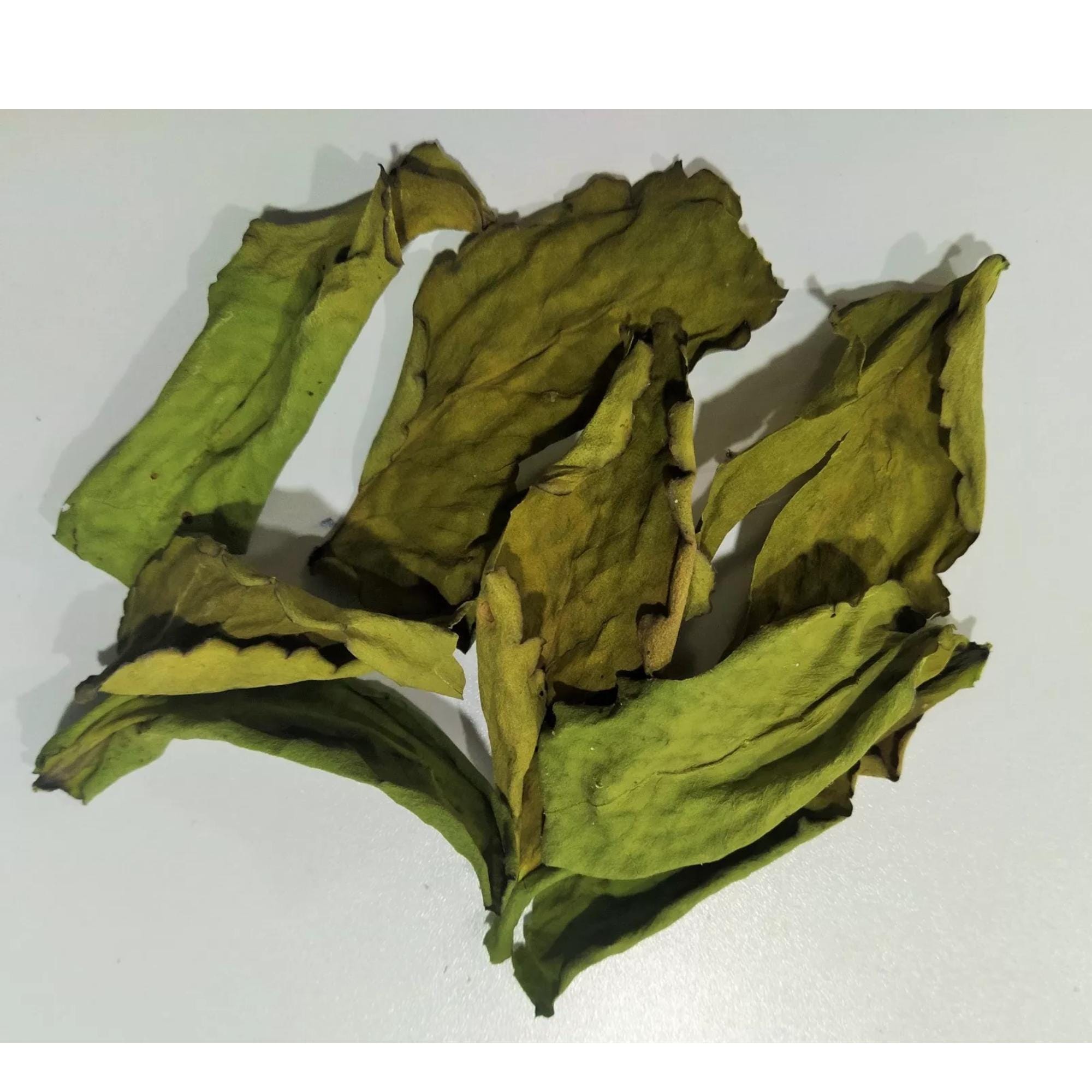Foglia Miracolosa Bryophyllum Pinnatum Fresca Biologica Da Piantare - Sri Lanka - 3