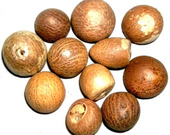Organische und reine getrocknete ganze Areca Catechu (Betelnuss) Nüsse