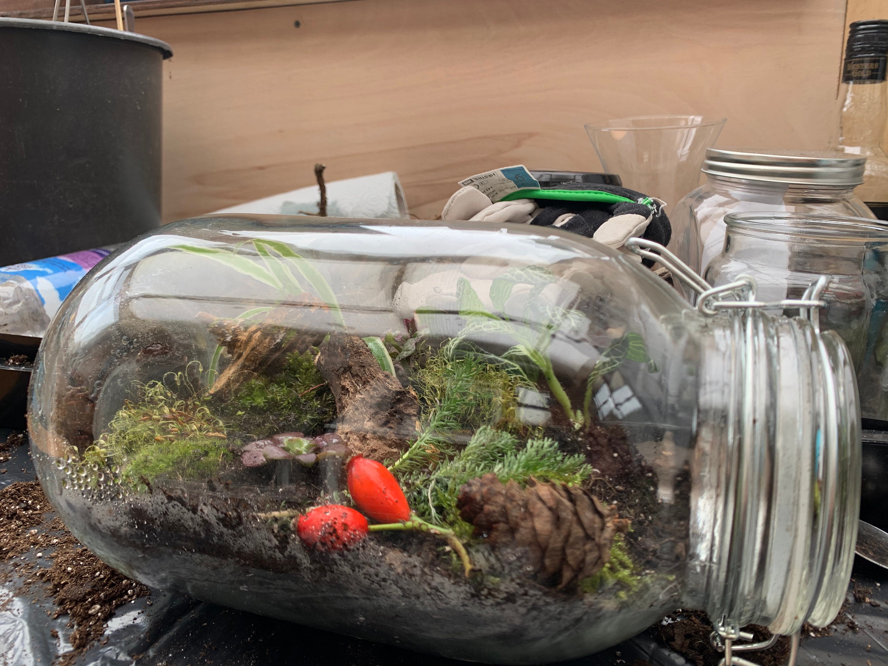 3.5L Homemade Terrarium Etsy