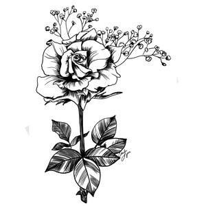 June Birth Flower Digital Art/ June Rose Digital Art/ Rose Line Drawing ...