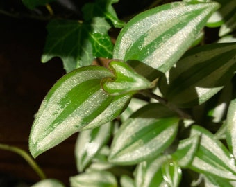 tradescantia zebrina Inchplant, Purple Silver House Plant Hanging Basket Climber Rooted cutting.