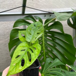 Variegated Monstera Wet Stick - Etsy UK