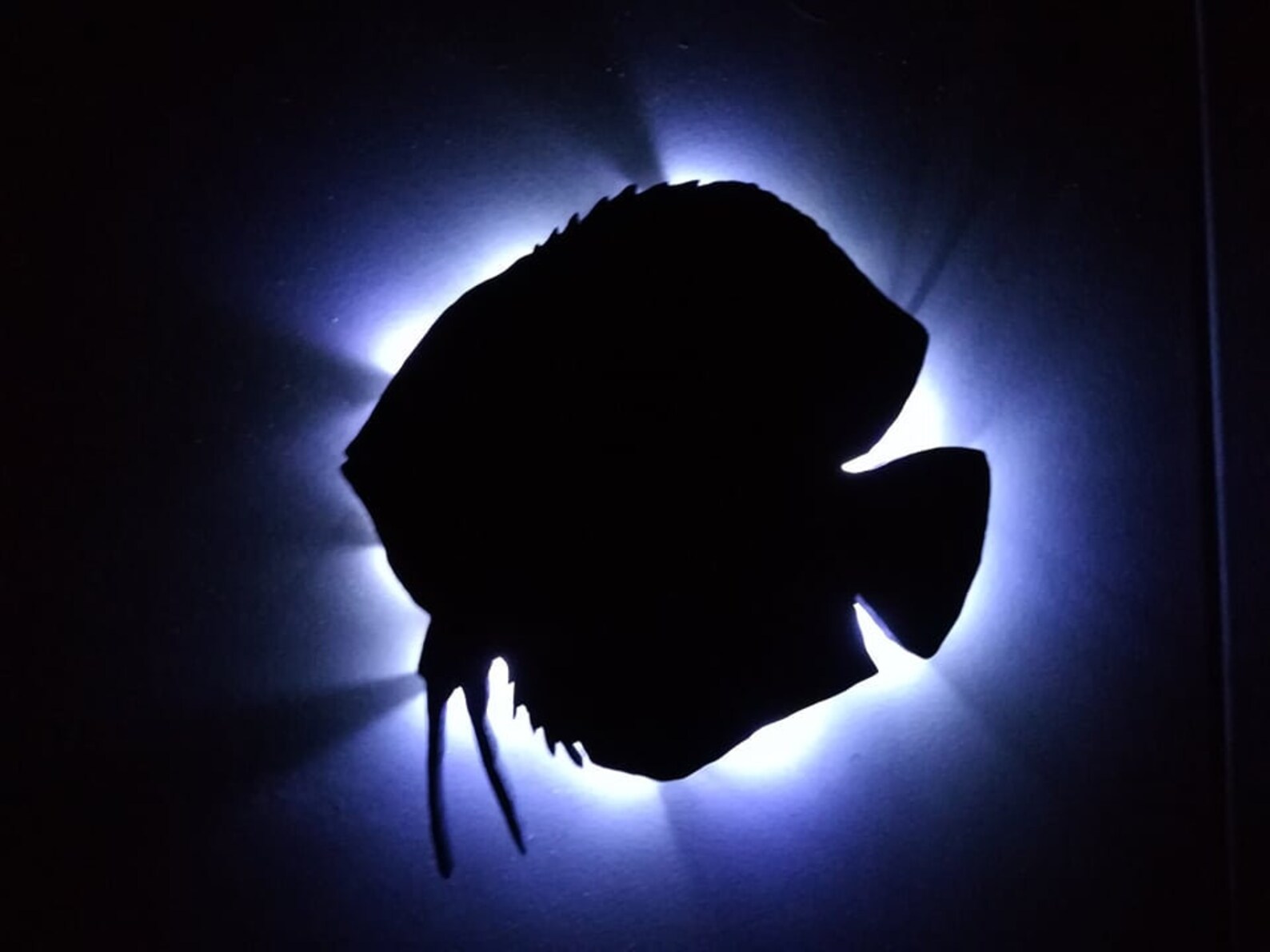 Discus Fish Silhouette LED Lamp - Etsy