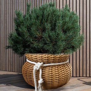 Może przedstawiać: Wickerowy pojemnik na rośliny z akcentem z sznurka, wypełniony zielonym drzewem sosnowym. Pojemnik stoi na drewnianej podłodze.