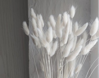 50 White Bunny Tails |  Bunny Tail Grass | Dried Flowers | Lagurus Ovatus | Dried Flowers