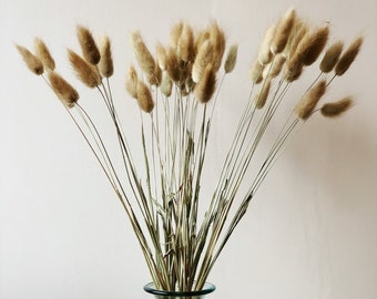 Grama natural seca de rabo de coelho: Lagurus Ovatus fofo, decoração para casa