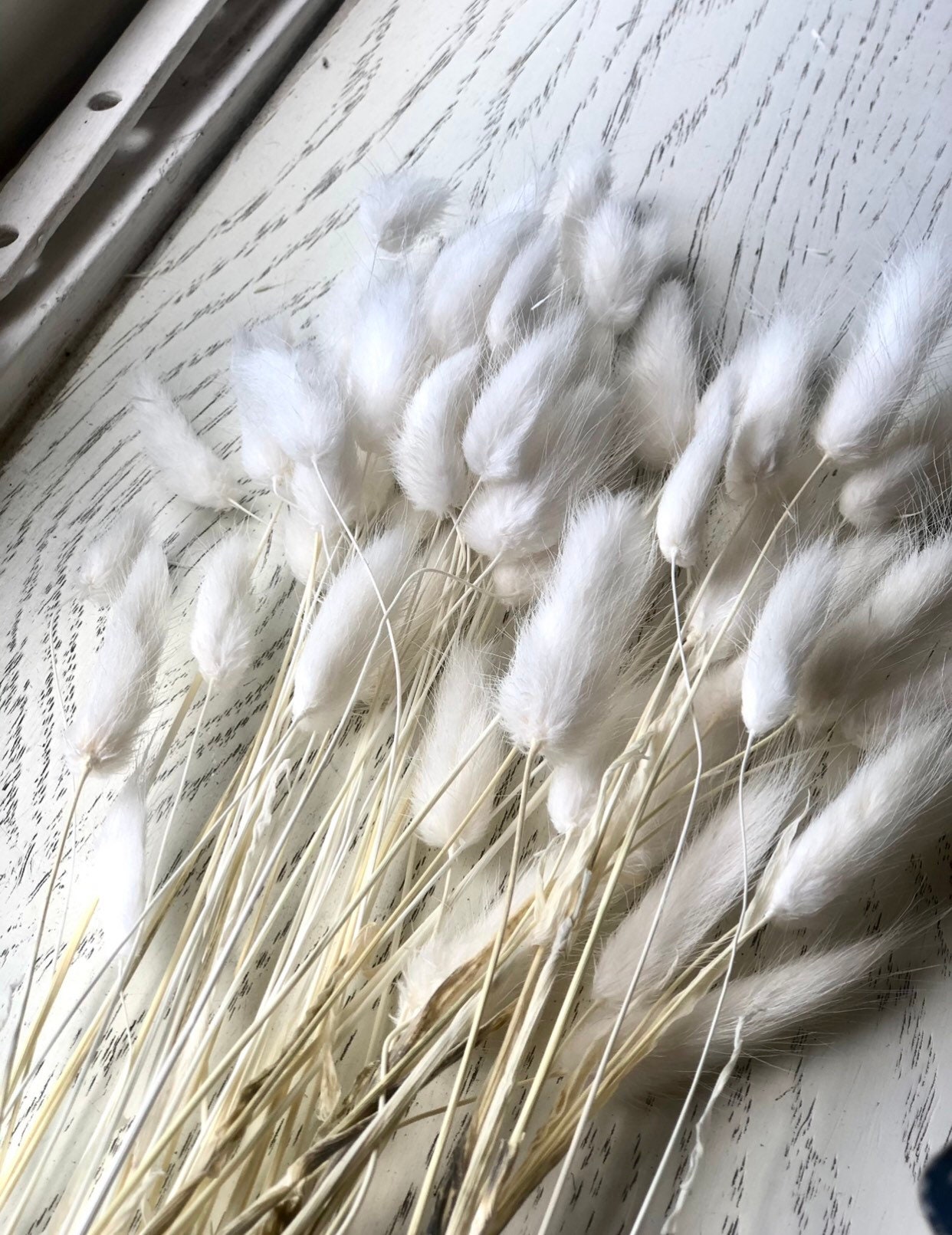 SALE 50 White Bunny Tails Bunny Tail Grass Dried Flowers Etsy UK