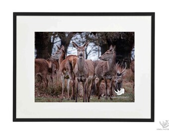 Deer Stag Fawn | Animal Wildlife | Fine art photo print | Wall art | Home decor | New home gift | Housewarming gift | Birthday present