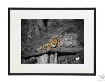 Jaguar | Animal Wildlife | Fine art photo print | Wall art | Home decor | New home gift | Housewarming gift | Birthday present