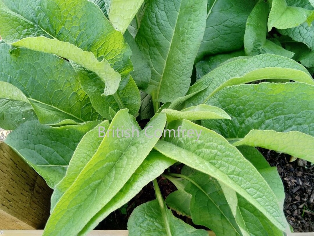 7 Bare Root Comfrey Bocking 14 Two Year Old Plants From British Comfrey for Your Garden