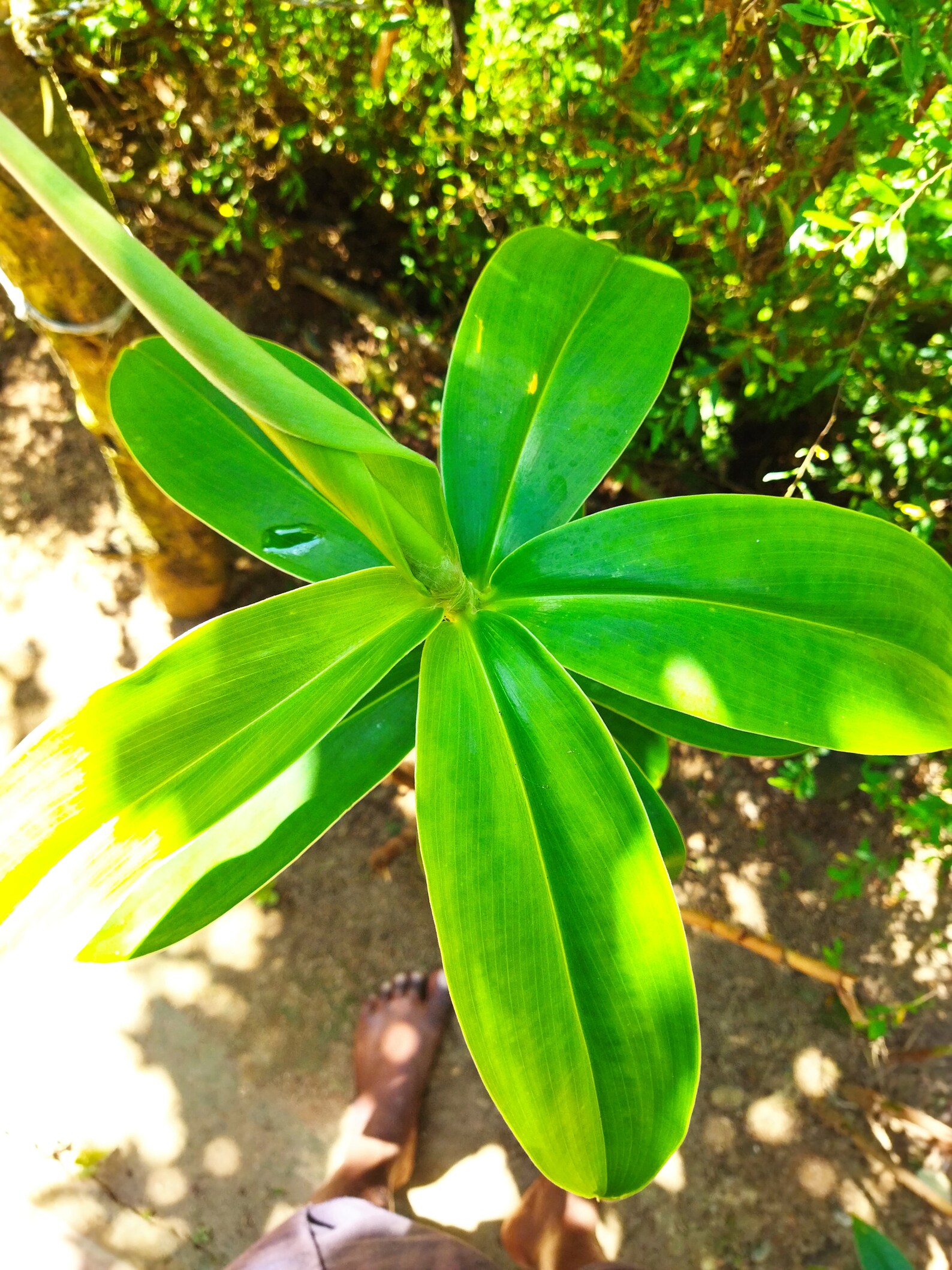 Ayurvedic natural Insulin Plant dried Leaf Powder Costus