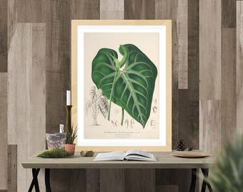 Botanique à imprimer, vintage des années 1800, affiche de plante, art mural de salon, idée cadeau de décoration intérieure, impression de feuilles d'anthurium vintage des années 1800