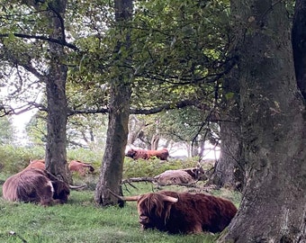 Highland Cows Canvas Print