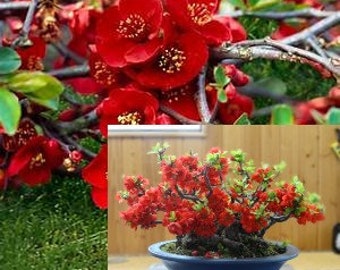 Flowering Quince Etsy