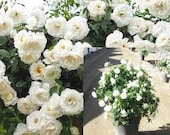 Rose climbing white Plant Rosa climber 39 Iceberg 39 Live Plant Perennial outdoor 1Gallon Pot FR