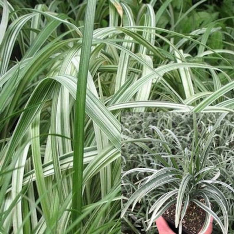 Liriope s Silver Dragon Plant Silver Dragon Spike Lilyturf Etsy