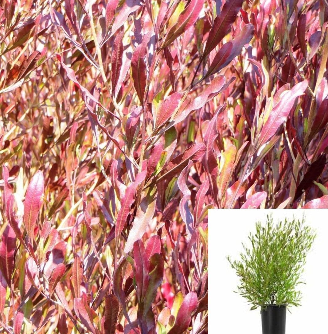 Dodonaea viscosa Purpurea plant Purple Hopseed Bush Live Etsy