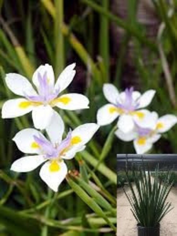 Dietes hybrid Lemon Drop plant Fortnight Lily Live plants | Etsy