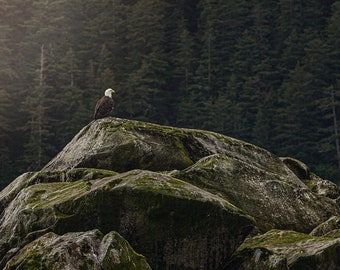 Art Print of a Bald Eagle sitting upon rocks near the ocean in Alaska as Canvas, Print, or Framed