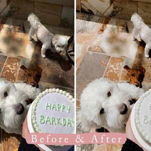 May include: Two white dogs with a brown dog in the background. The white dog in the foreground is holding a white cake with green icing that says "Happy Barkday".