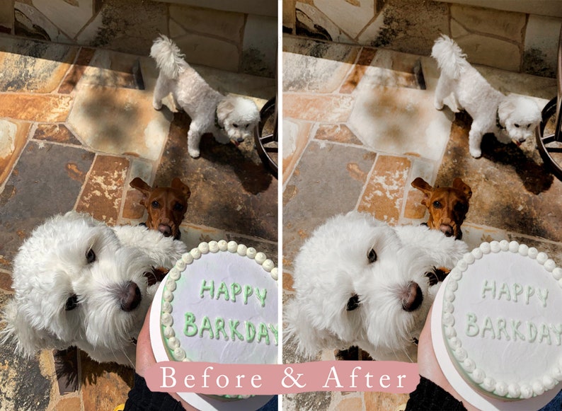 May include: Two white dogs with a brown dog in the background. The white dog in the foreground is holding a white cake with green icing that says "Happy Barkday".