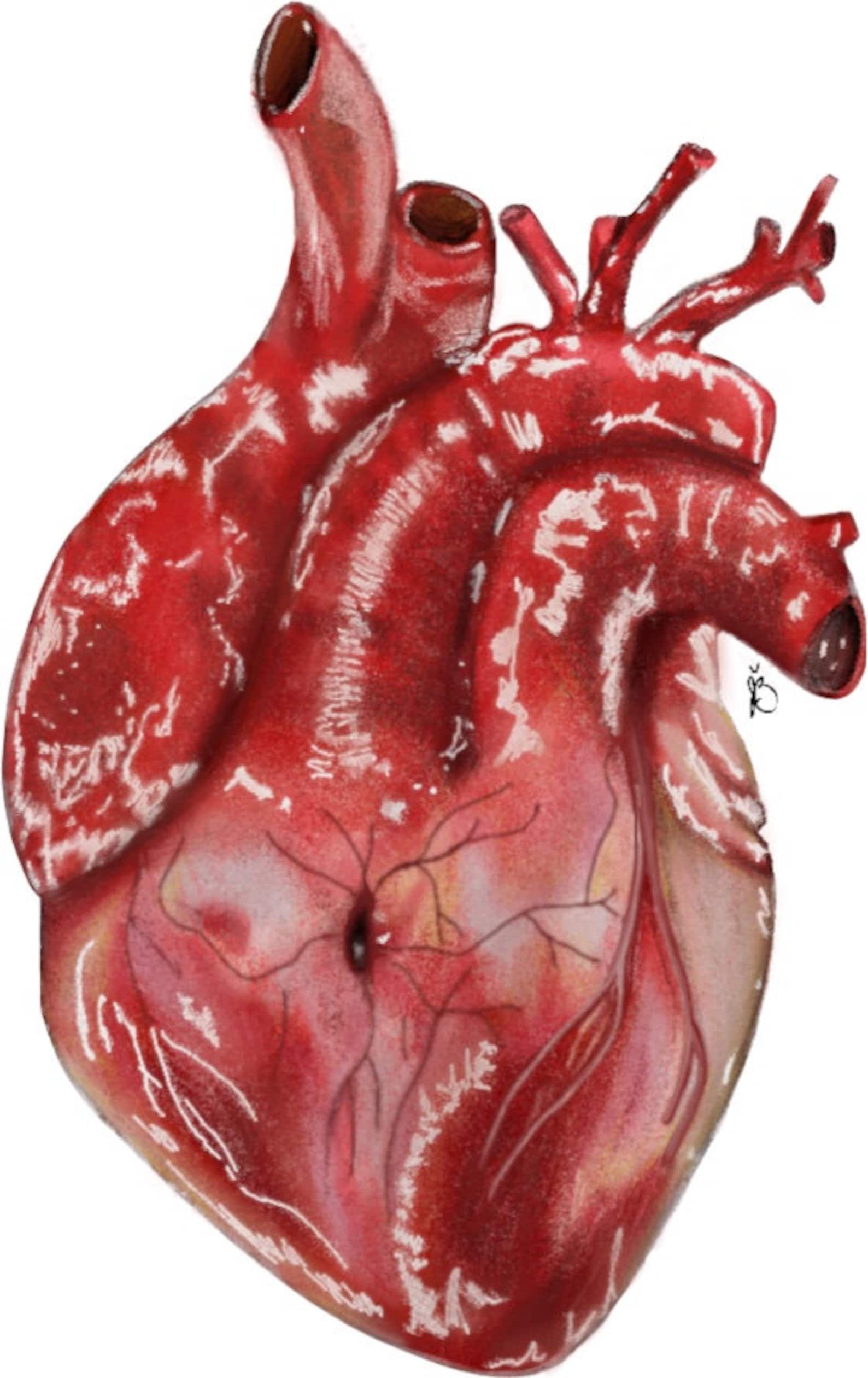 8.5 X 11 Anatomical Heart Print - Etsy