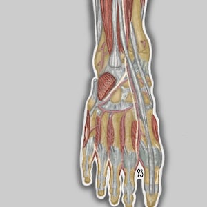 Anatomically Correct Foot sticker