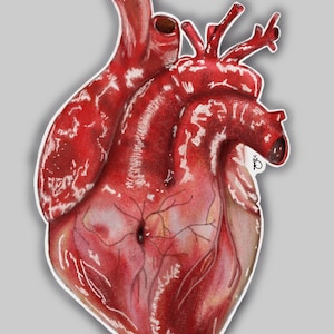 Coeur anatomique Sticker