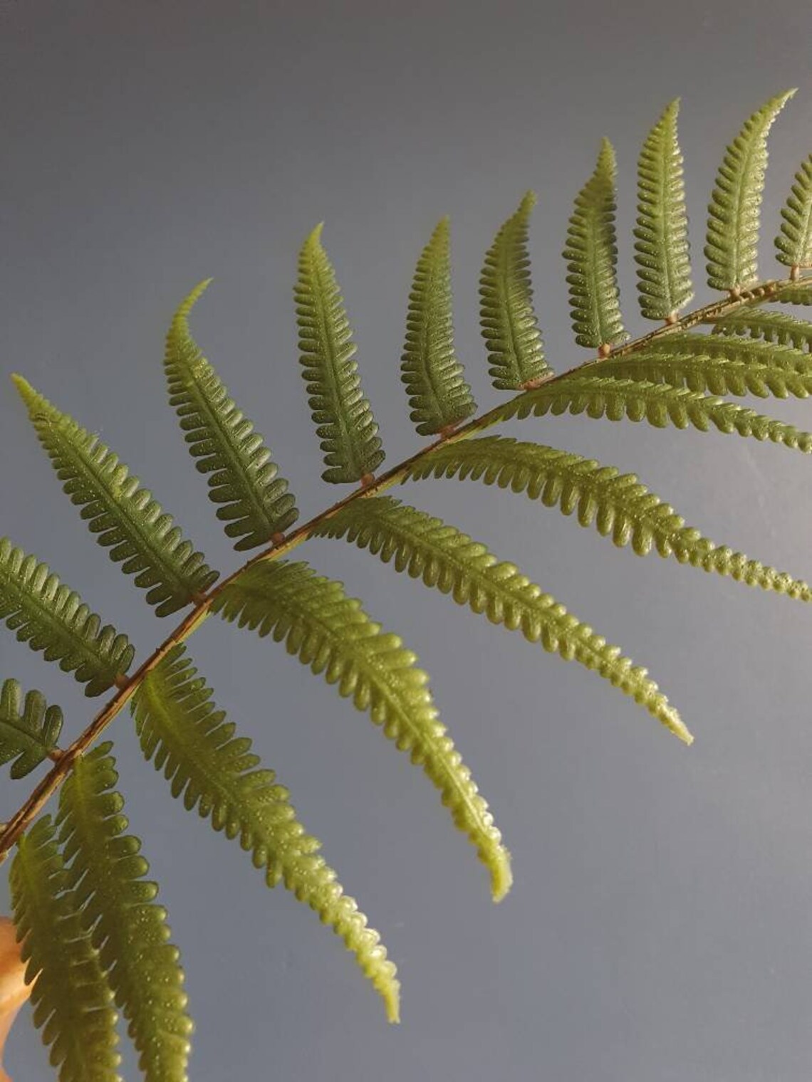 Single Stem of Artificial Faux Large Green Fern Leaf Stem Etsy