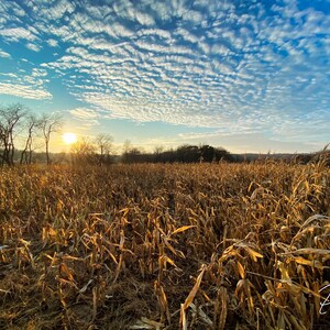 Iowa Cornfield Sunset